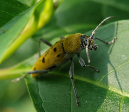 lui chi : Chlorophorus glabromaculatus